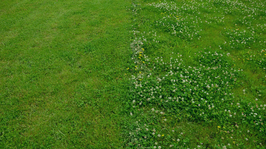 When to Plant Lawn Seed in Spring (+ 4 Mistakes to Avoid)