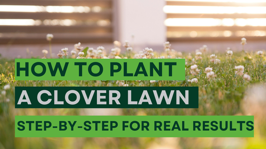 "How to plant a clover lawn (step-by-step for real results)" with a fenced in clover image in the background