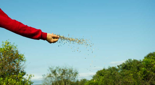 A person in a red shirt hand-sowing grass seed across a backyard 