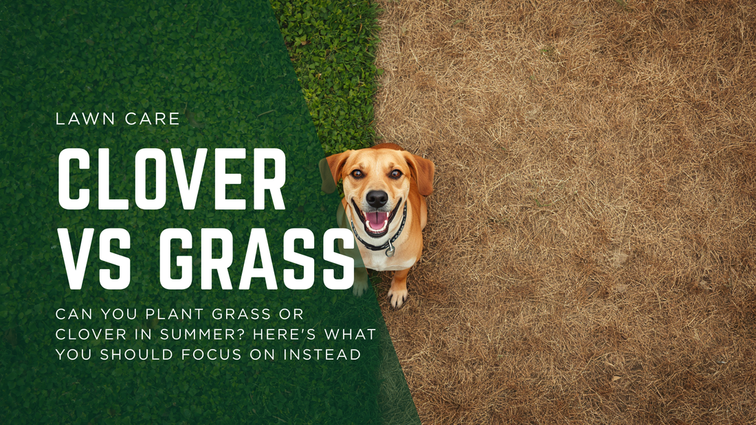 Can You Plant Grass or Clover in Summer? Here's What You Should Focus on