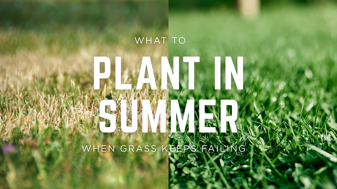 What to Plant in Summer When Grass Keeps Failing