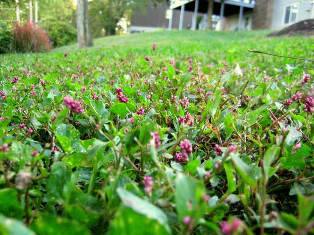 Introducing Creeping Smartweed™