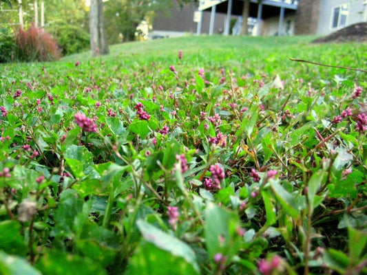 Introducing Creeping Smartweed™