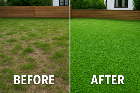 Before and after picture of a lawn (all dead) and the after using microclover (thriving)