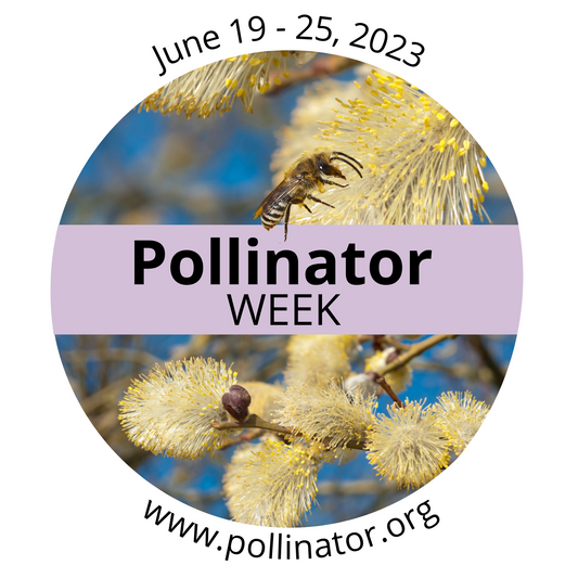 Celebrate Pollinator Week 2023: Protecting Our Precious Pollinators