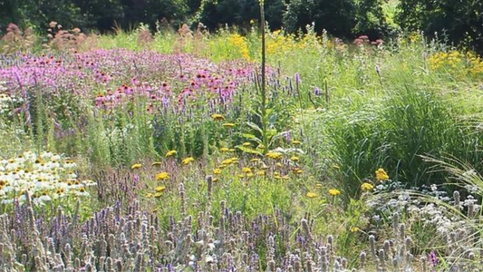 Meadowscaping: A Sustainable and Beautiful Alternative to Traditional Landscaping