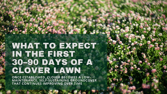 What to Expect in the First 30–90 Days of a Clover Lawn