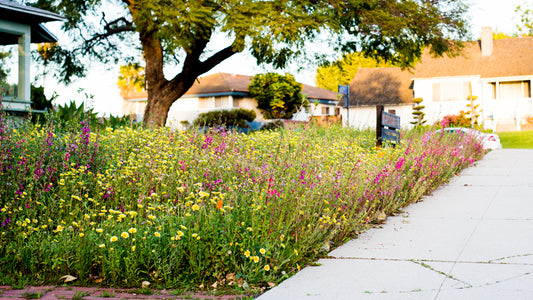 Restoring Natural Habitat with Native Wildflower Seeds