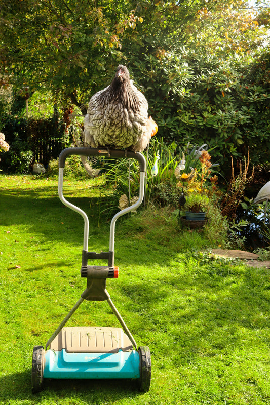Chicken Riding a Lawn Mower in a yard