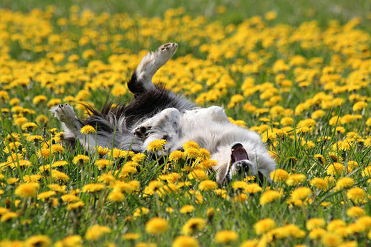 Dandi Lawn mix with a dog rolling around