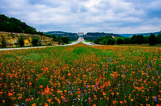 Bringing Back Native Habitats: The Case for Using Wildflowers Instead of Grass on Highways