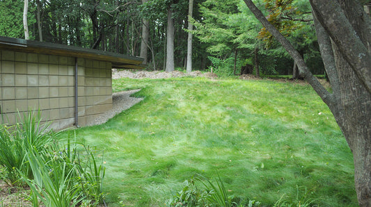 Alternative Lawns: The No-Maintenance Solution