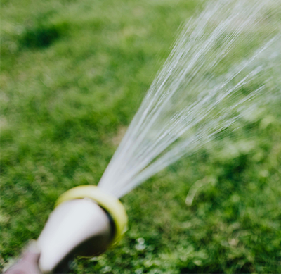 How Often Should You Water Clover Seed? (The Key to Successful Germination)