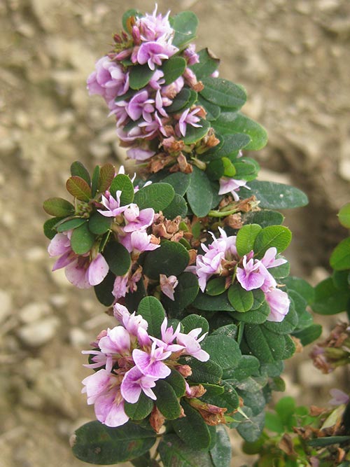 Eco-friendly grass, native wildflower & alternative lawn seed ...