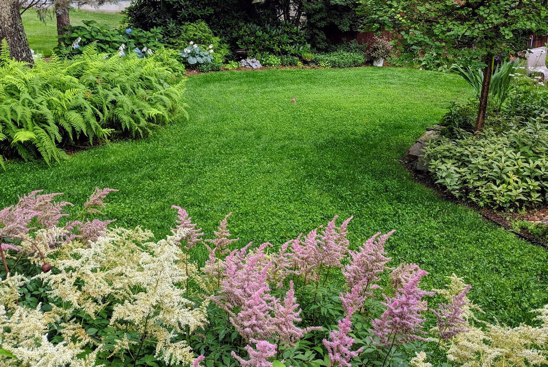 9 Compelling Reasons to Choose a Clover Lawn