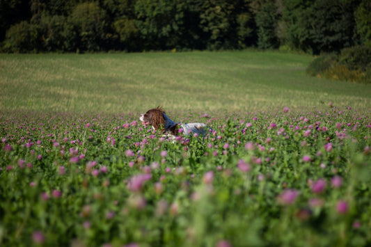 The Complete Guide to Clover Lawns