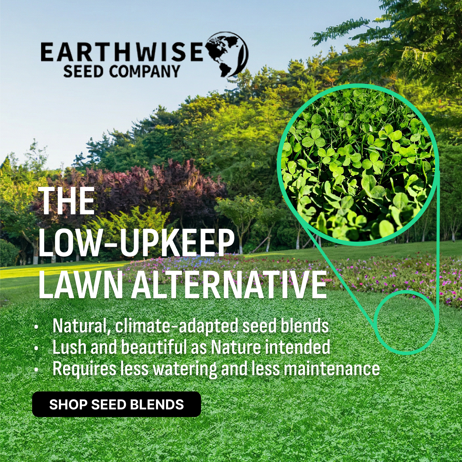 Low-Maintenance Lawn Alternatives – Earthwise Seed