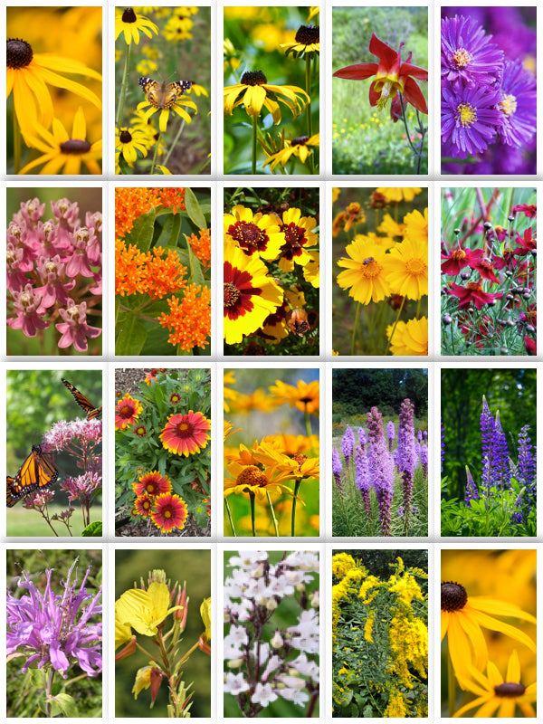 Northeast Native Wildflower Mix Earthwise Seed