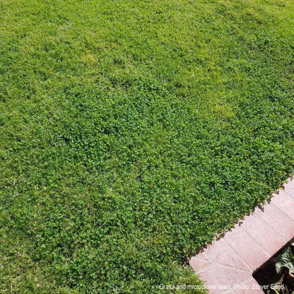 Ultimate Clover Lawn Mix: Low-Maintenance, Eco-Friendly Yard