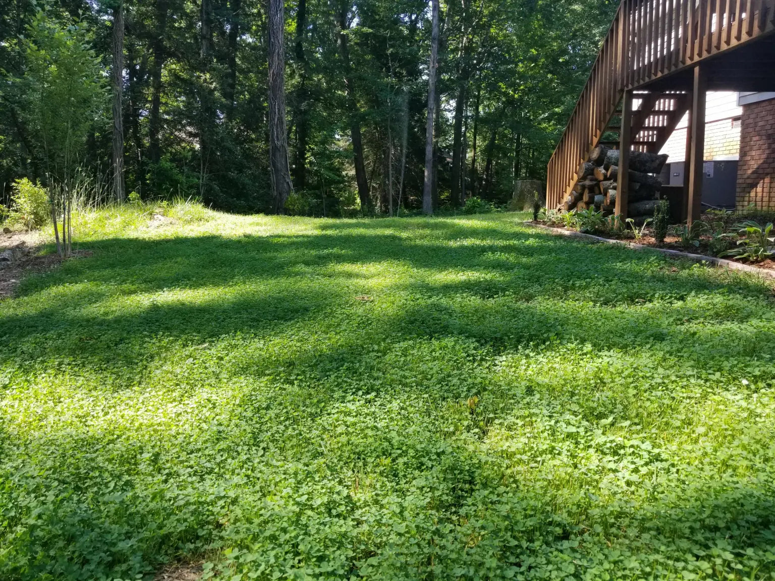 Ultimate Clover Lawn Mix Low Maintenance Eco Friendly Yard ultimate-clover-lawn-mix-low-maintenance-eco-friendly-yard