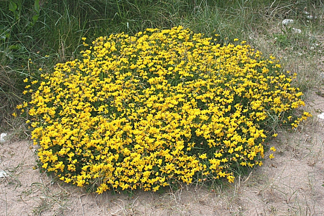 Earthwise Fields of Gold™ Natural Low Growing Ground Cover