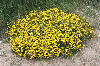 Earthwise Fields of Gold™ Natural Low Growing Ground Cover