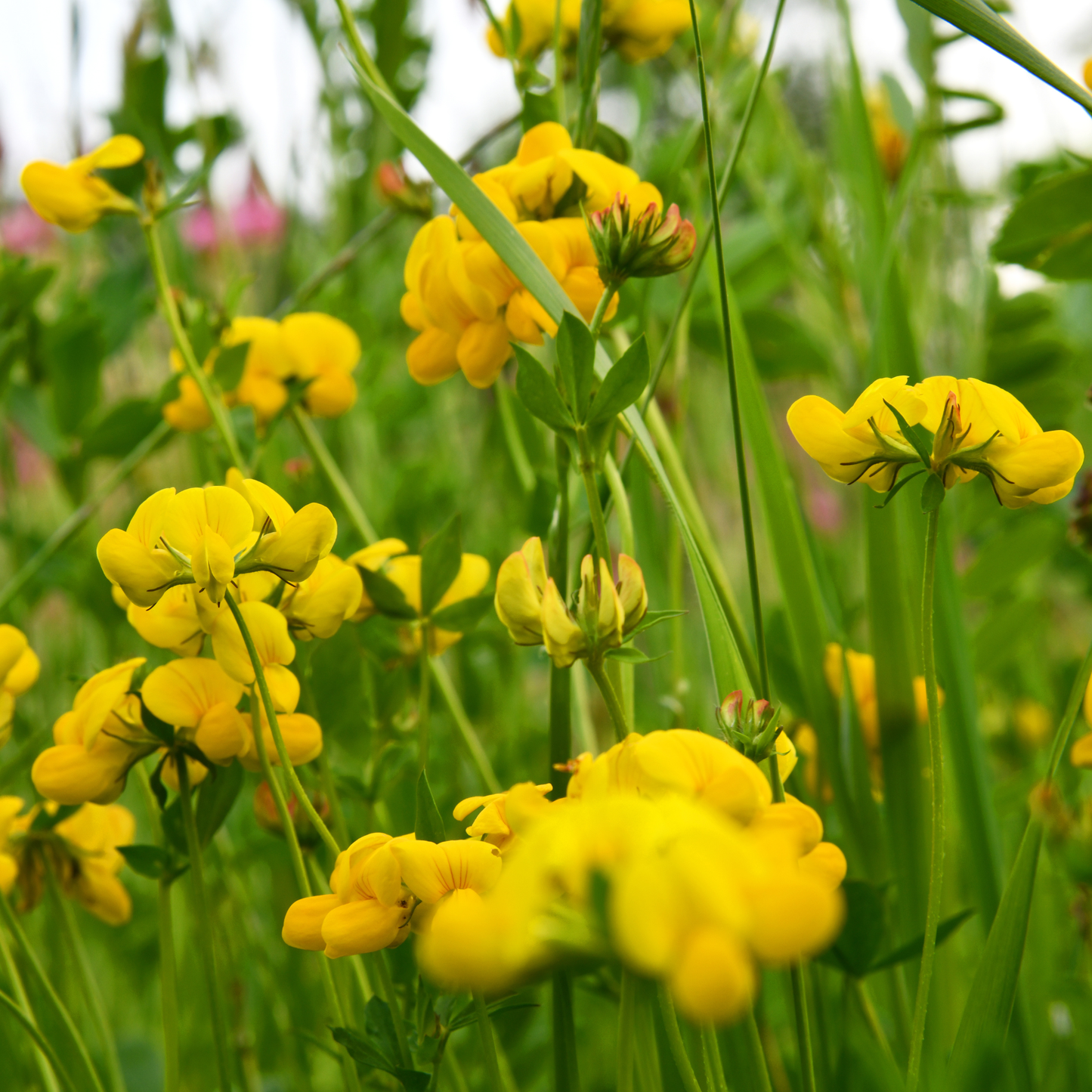 Earthwise Fields of Gold™ Natural Low Growing Ground Cover