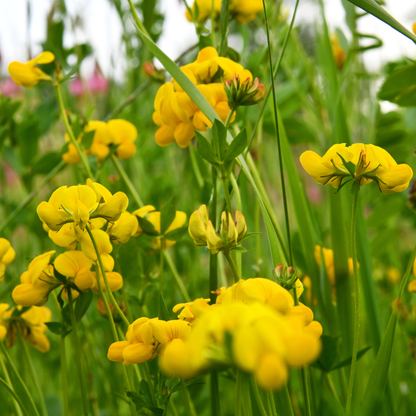 Earthwise Fields of Gold™ Natural Low Growing Ground Cover