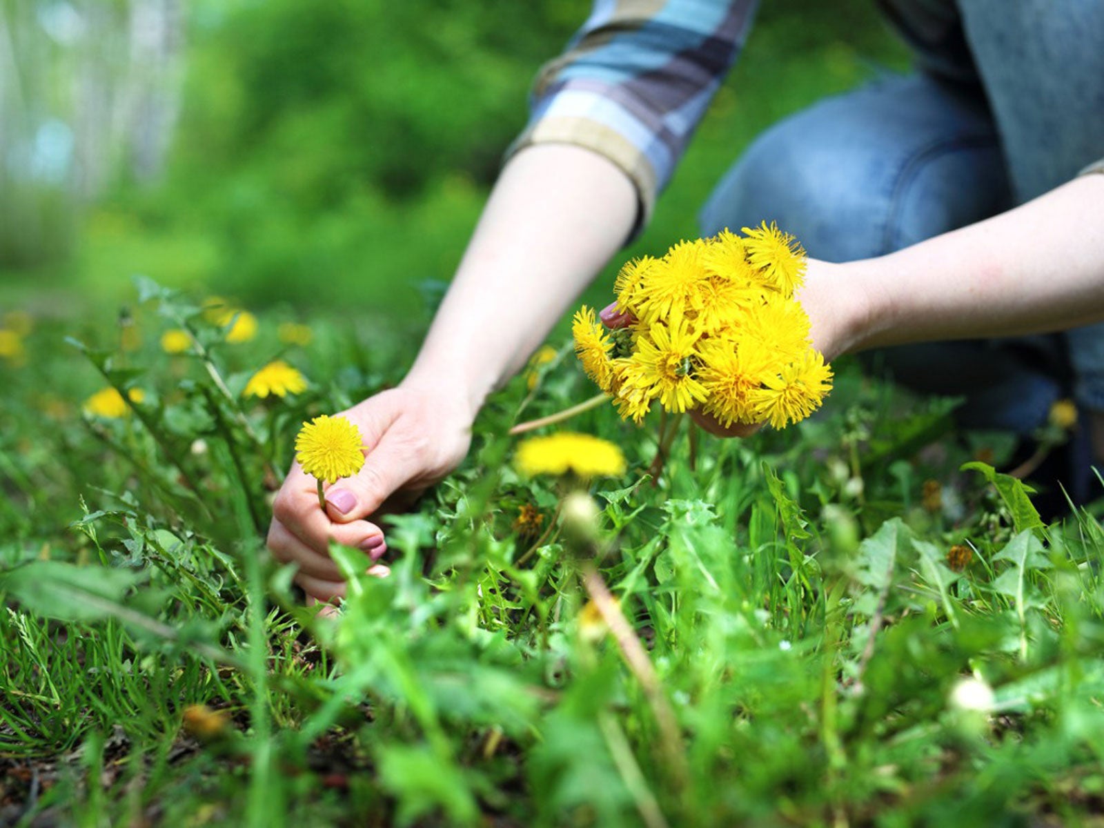 DandiPure™ Wild Dandelion Seed – Edible, Pollinator-Friendly