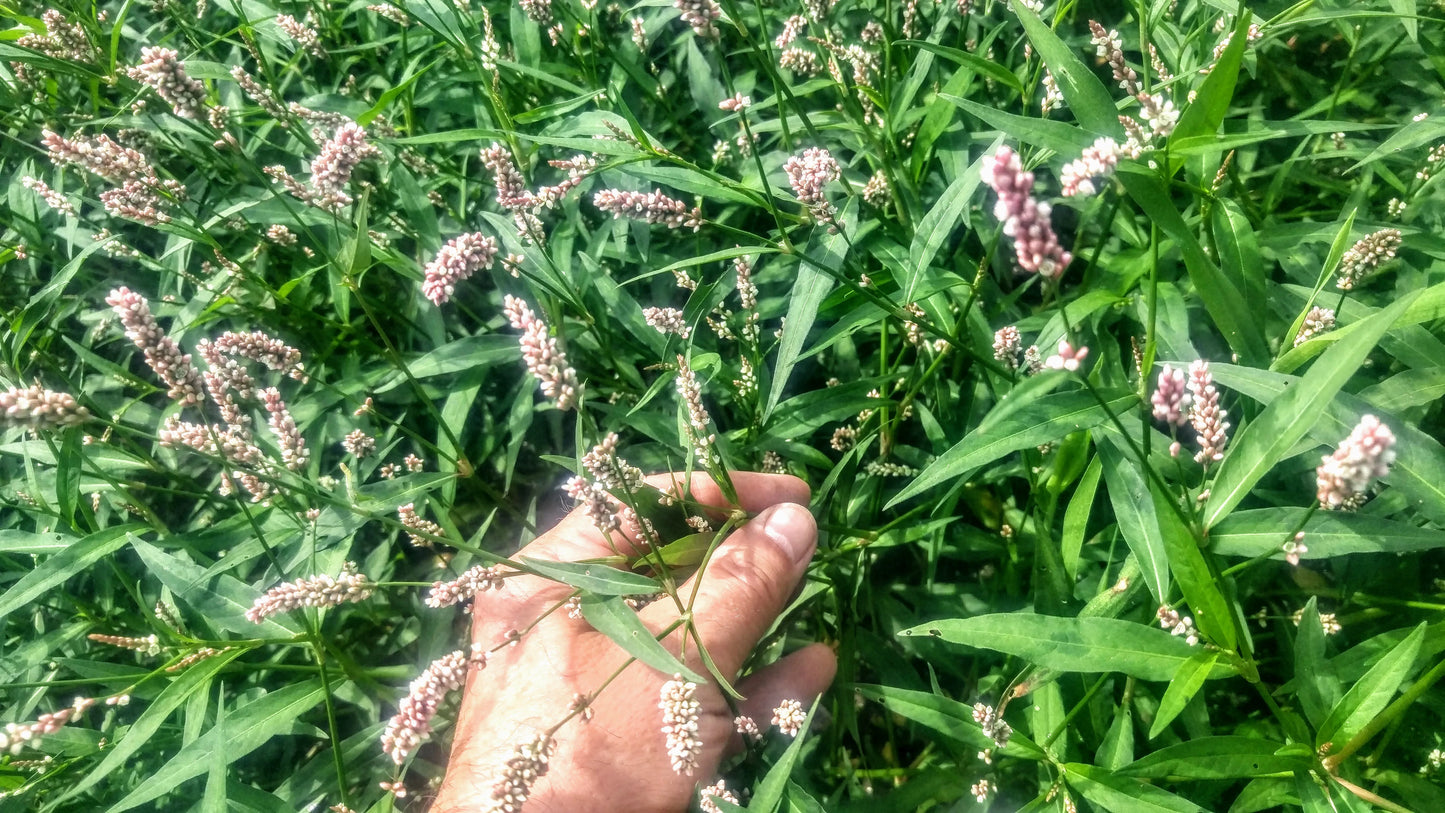 Creeping Smartweed™ — Low-Growing, Native Groundcover with Pink Blooms & Pollinator Friendly