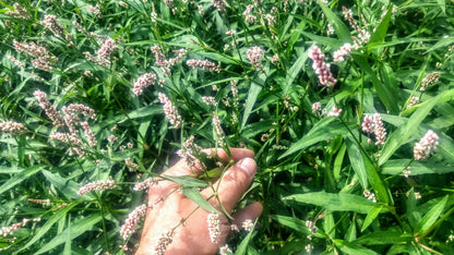 Creeping Smartweed™ — Low-Growing, Native Groundcover with Pink Blooms & Pollinator Friendly