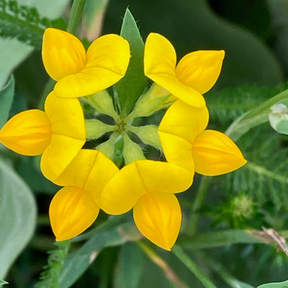Earthwise Fields of Gold™ Natural Low Growing Ground Cover