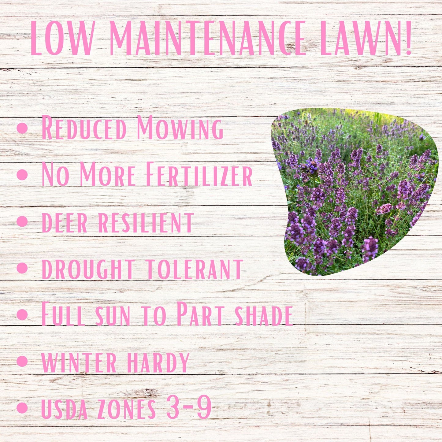 Red Creeping Thyme Seed Pouch - Low Growing Alternative Lawn