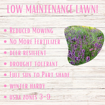 Red Creeping Thyme Seed Pouch - Low Growing Alternative Lawn