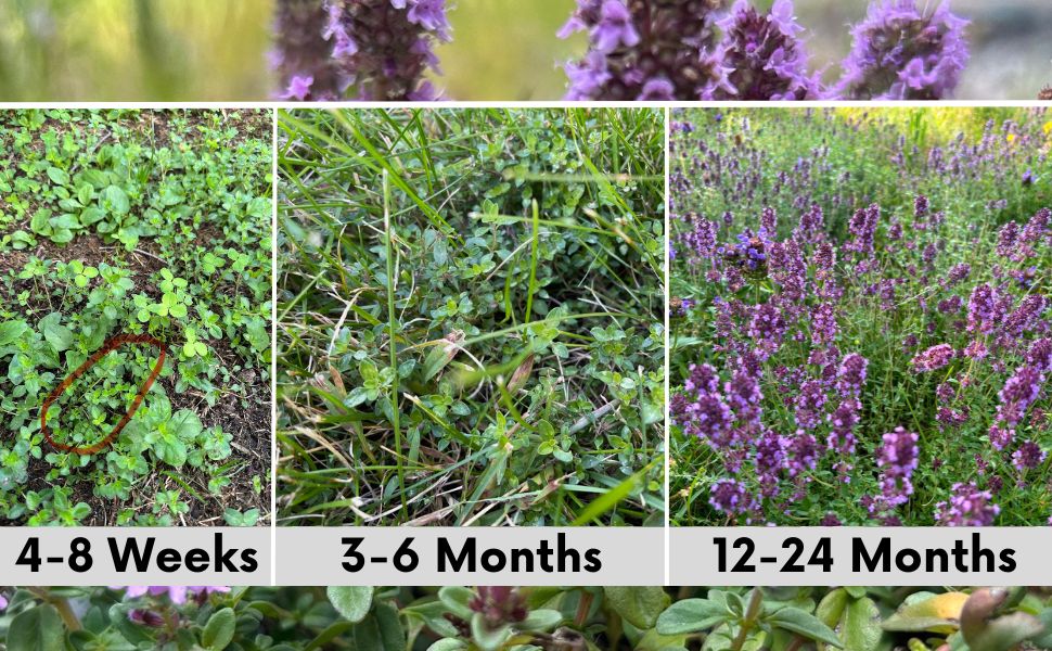 Red Creeping Thyme Seed Pouch - Low Growing Alternative Lawn