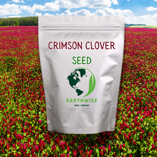 Crimson Clover Seed (Trifolium Incarnatum)