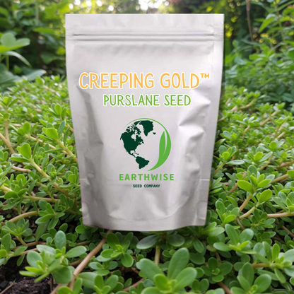 Creeping Gold Purslane Seed