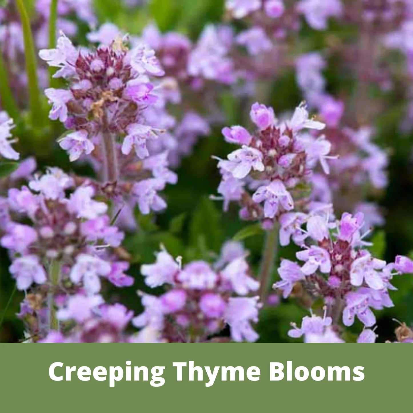 Red Creeping Thyme Seed Pouch - Low Growing Alternative Lawn