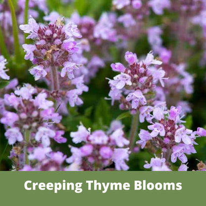 Red Creeping Thyme Seed Pouch - Low Growing Alternative Lawn