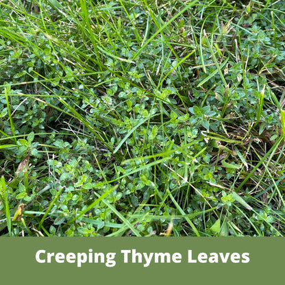 Red Creeping Thyme Seed Pouch - Low Growing Alternative Lawn