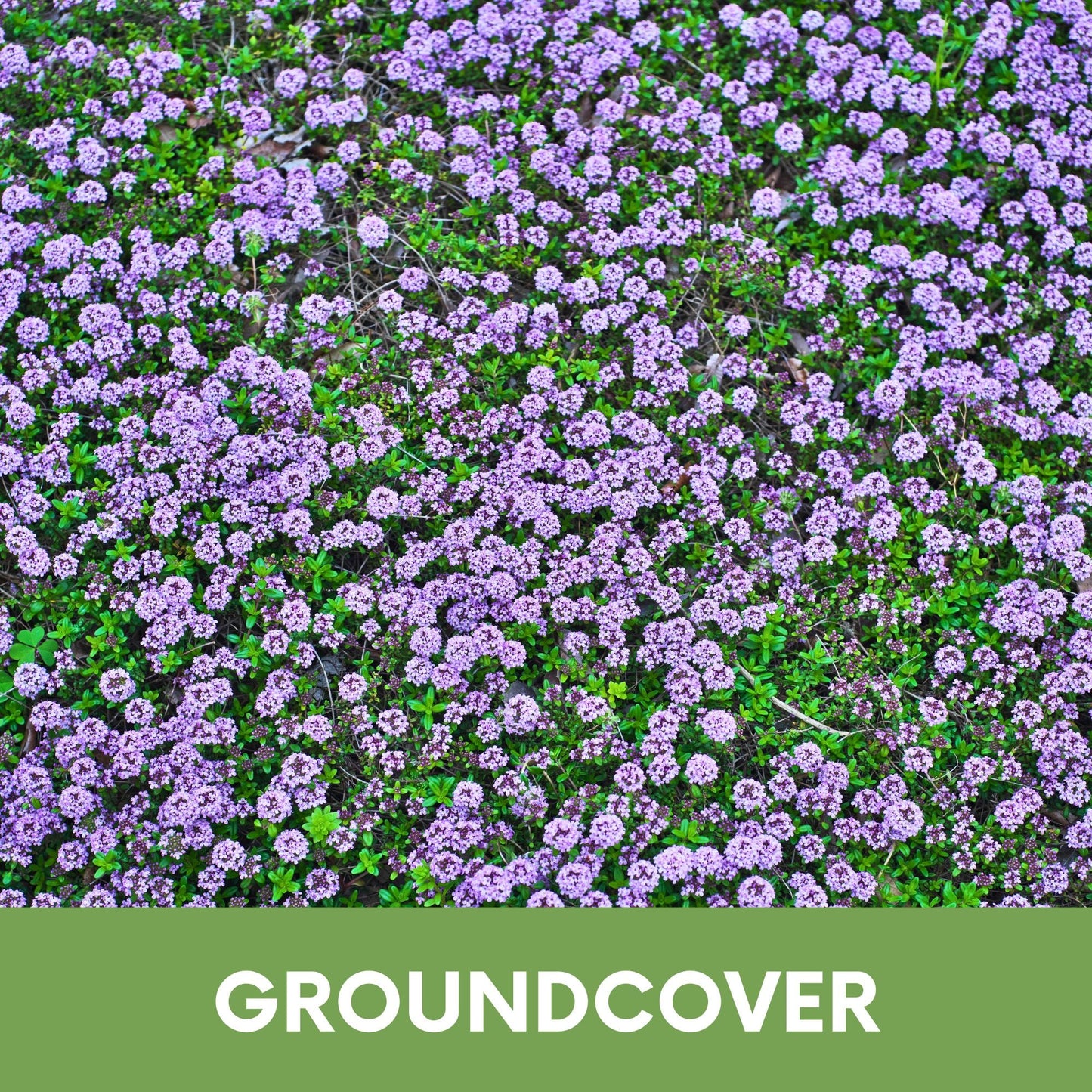 Red Creeping Thyme Seed Pouch - Low Growing Alternative Lawn
