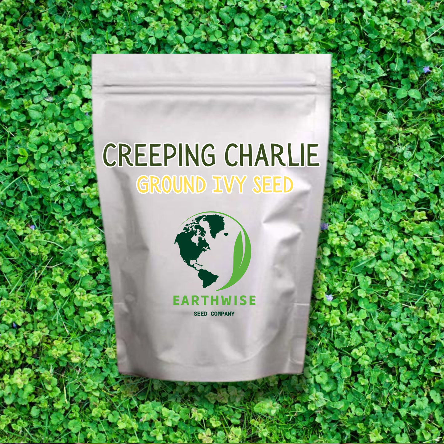 Creeping Charlie Seed (Ground Ivy)