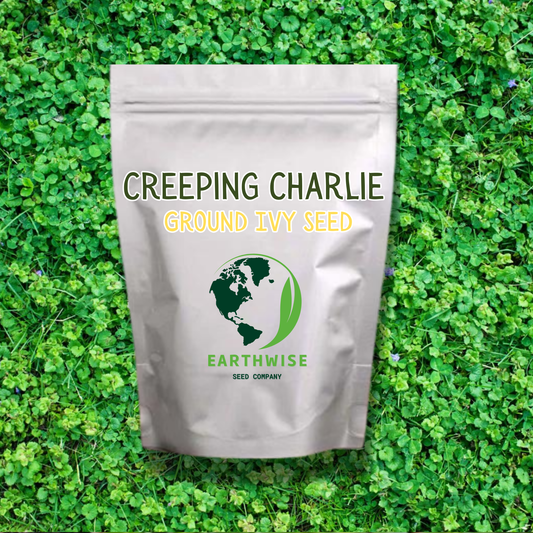 Creeping Charlie Seed (Ground Ivy)