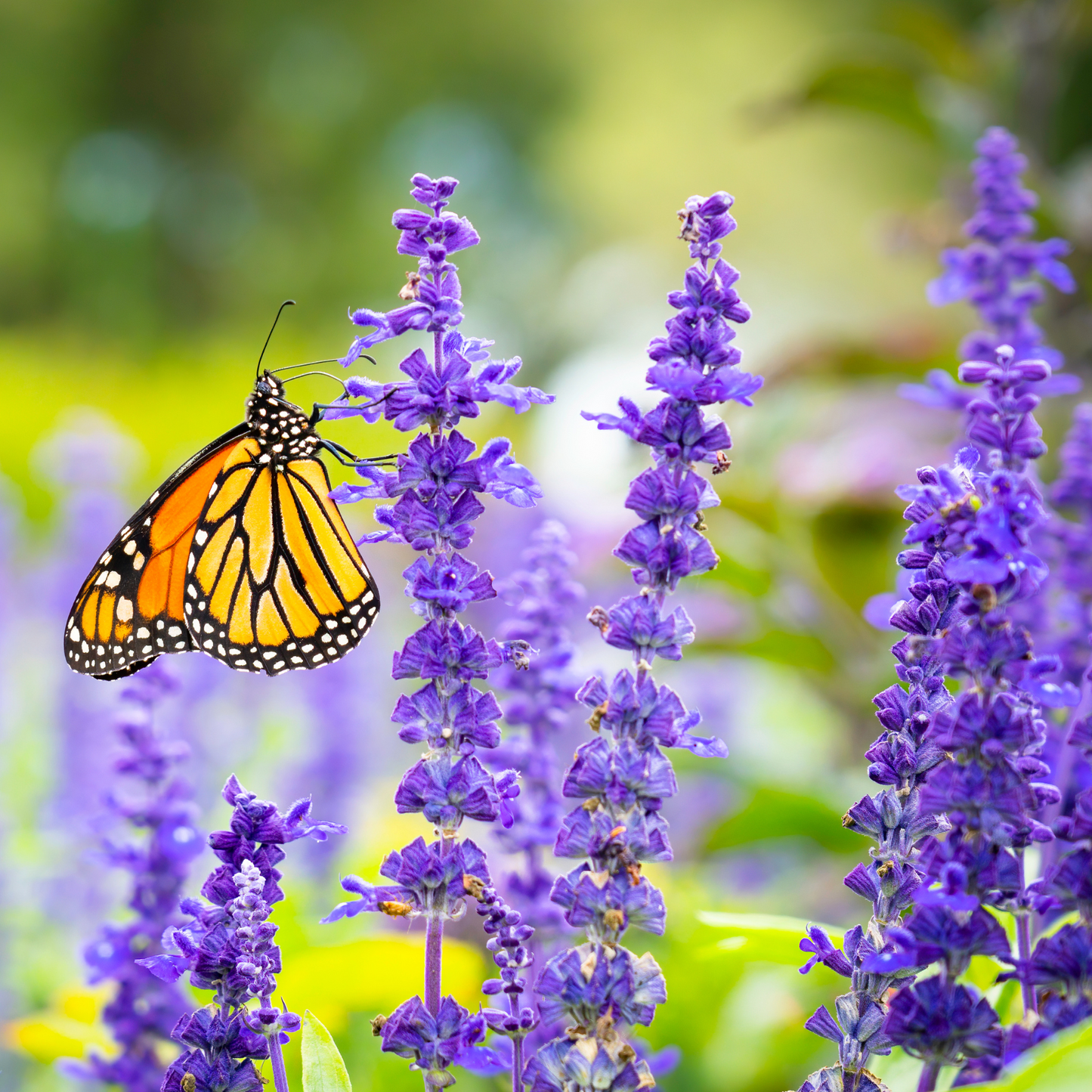 Monarch Meadow Native Mix