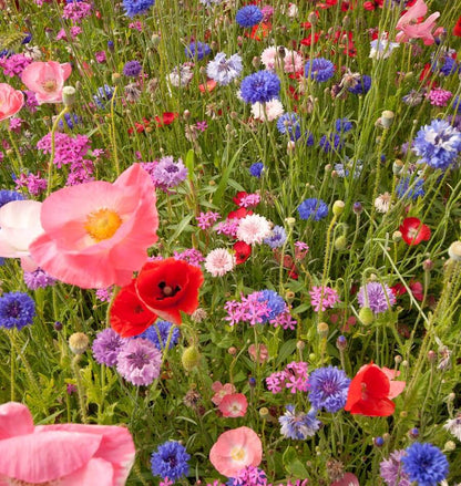 wild flower meadow seed mix Knee High Wildflower Meadow Blend – Earthwise Seed