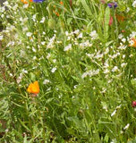 Knee High Wildflower Meadow Blend