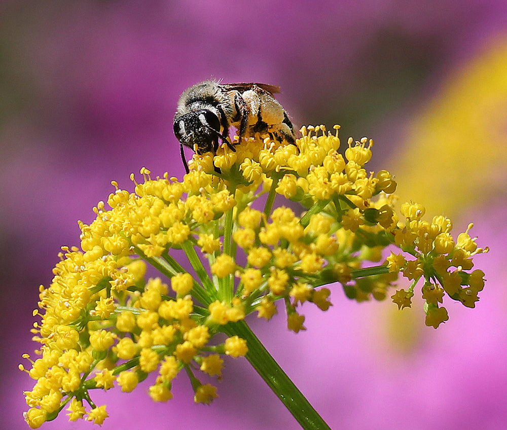 Wild Sunshine™ – Golden Alexander (Zizia aurea) Native Wildflower Seed Pollinator-Friendly, Perennial Ecotype