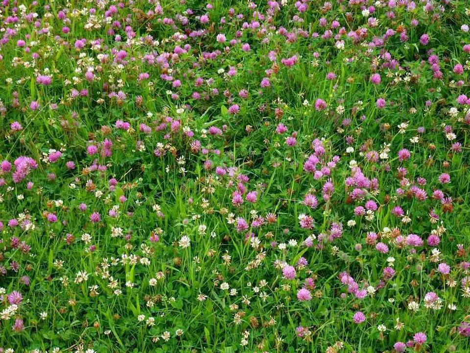 Low Grow Alternative Lawn Mix - No Mow