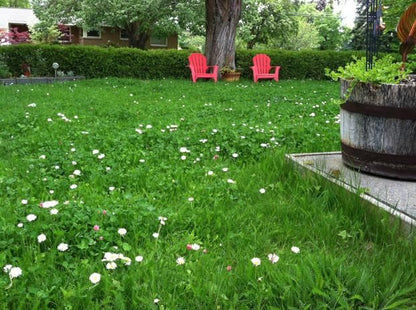 Low Grow Alternative Lawn Mix - No Mow