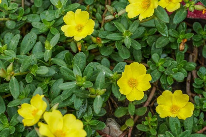 planting purslane seeds Creeping Gold Purslane Seed